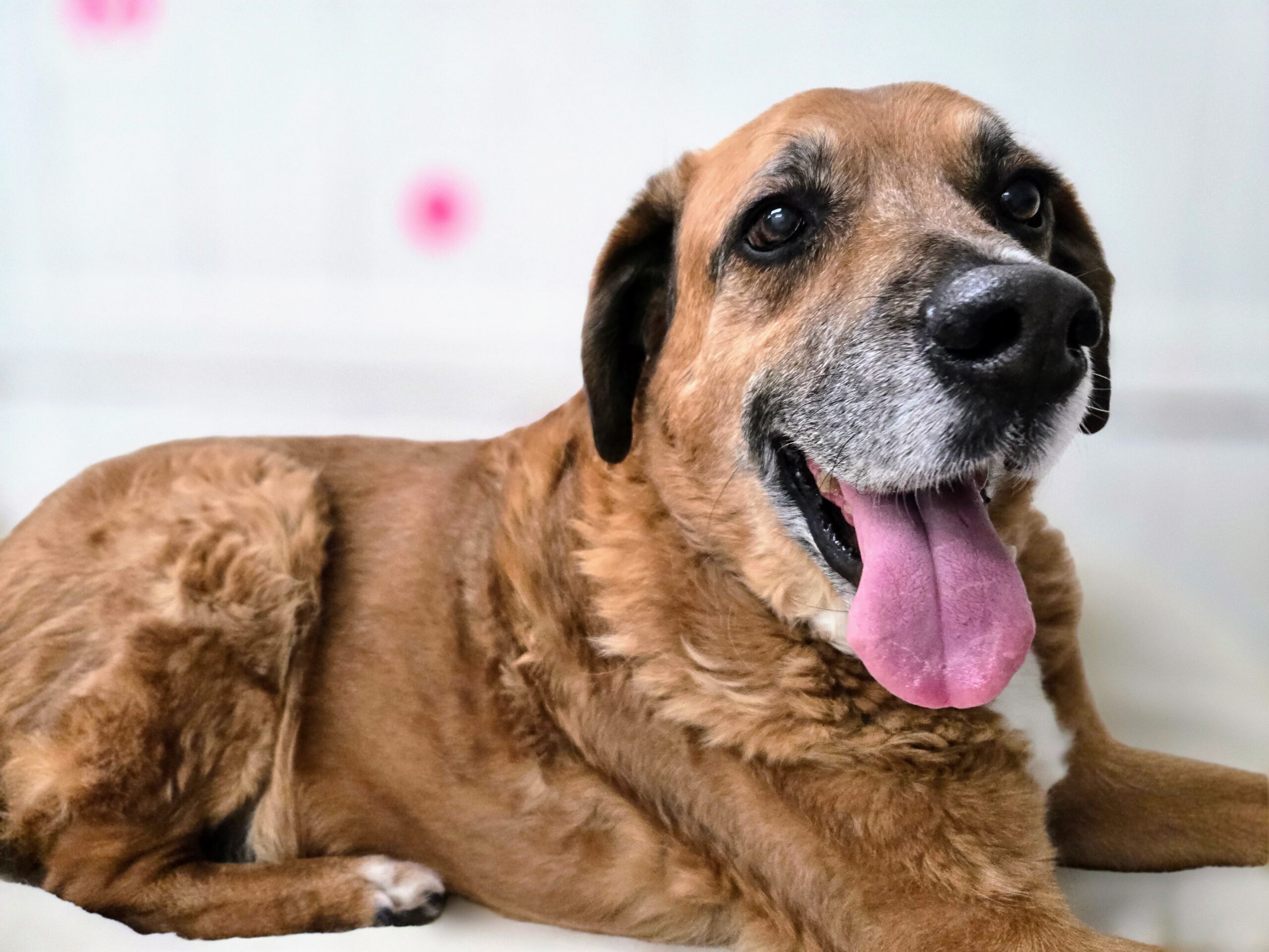 dog boarding services near me